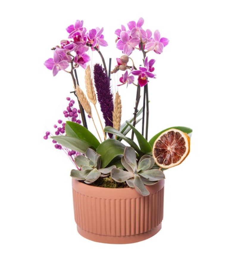 Modern 4 Dal Mini Orkide