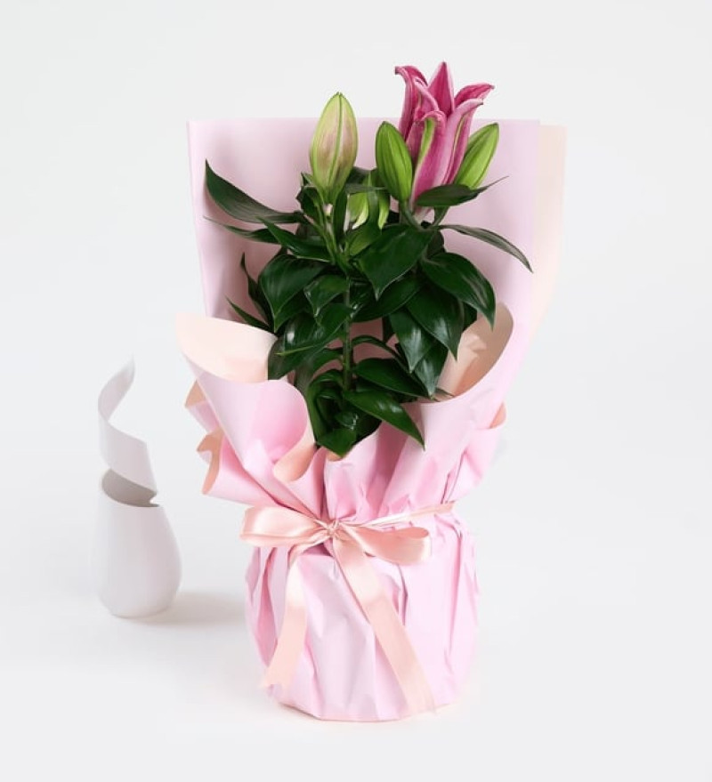 Premium Pembe Buket Kağıtlı Beton Saksıda Pembe Lilyum