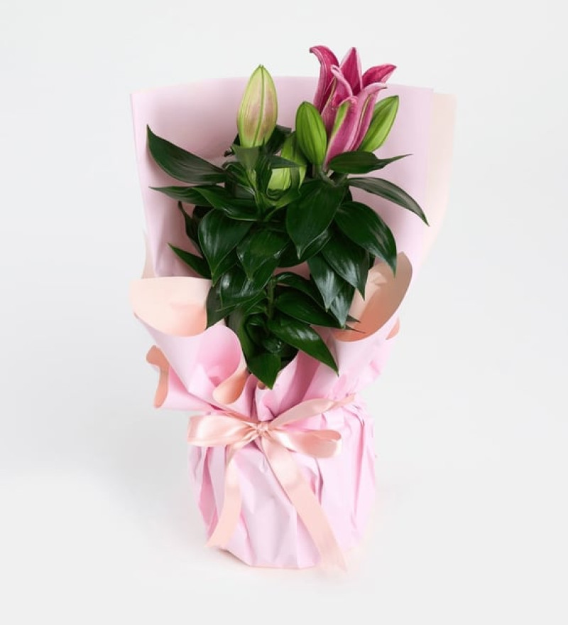 Premium Pembe Buket Kağıtlı Beton Saksıda Pembe Lilyum