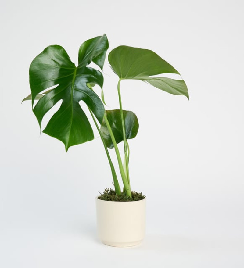 Zarif Monstera