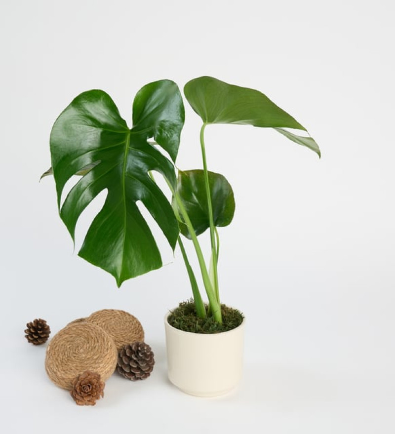 Zarif Monstera
