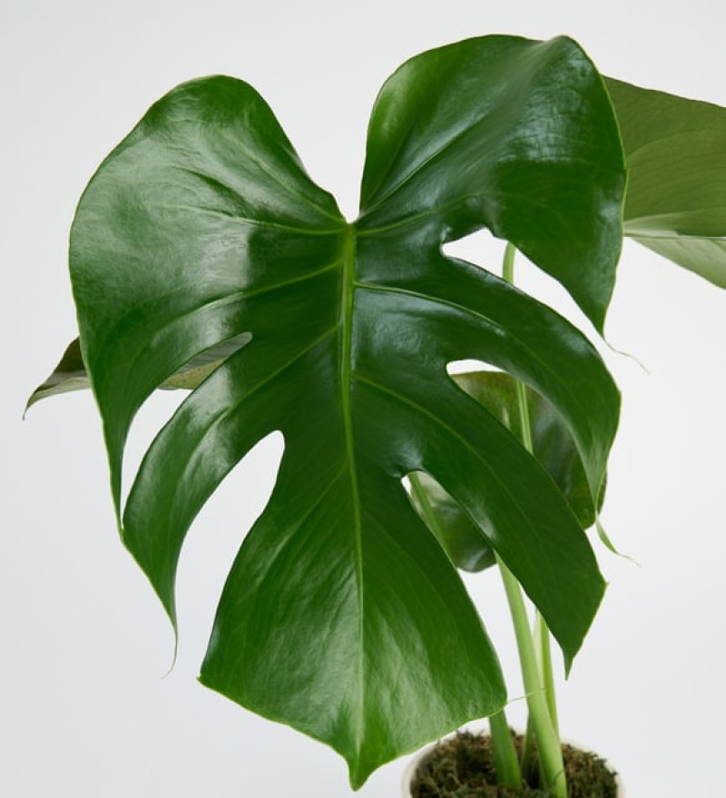 Zarif Monstera