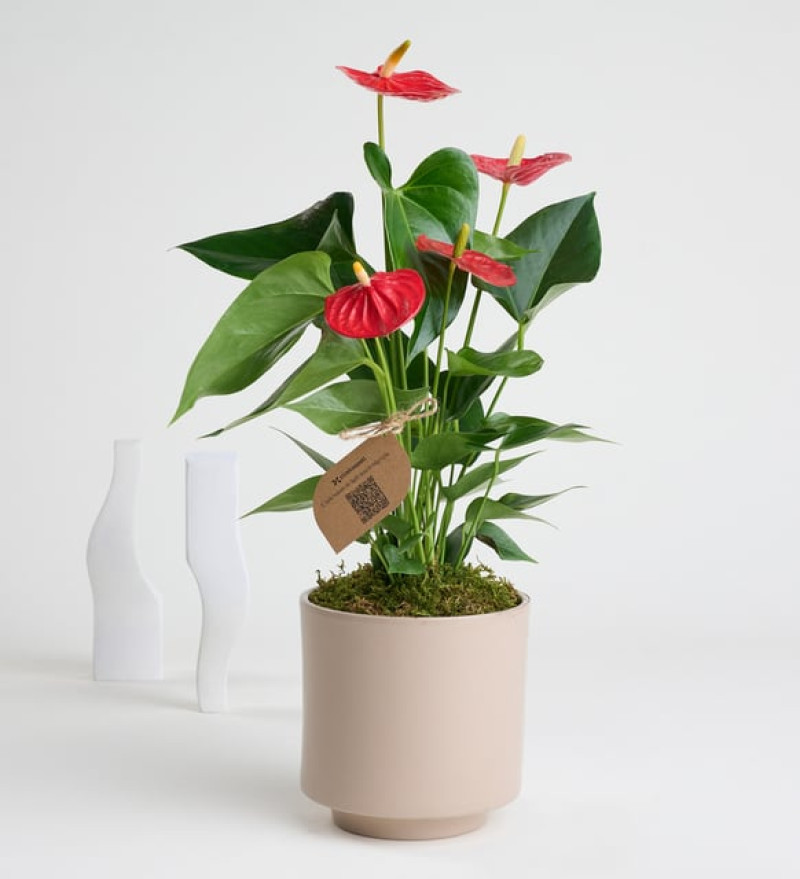 Doğal  Antoryum - Flamingo Çiçeği