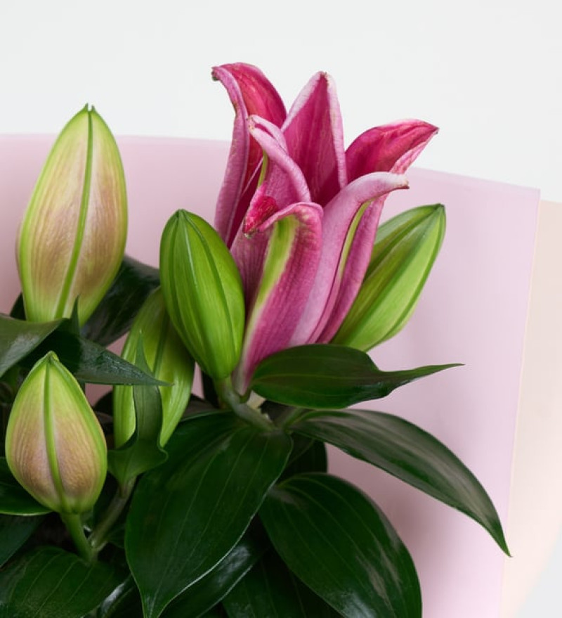 Romantik Pembe Buket Kağıtlı Beton Saksıda Pembe Lilyum