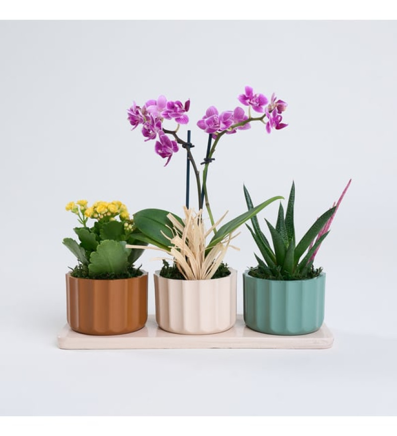 Zarif Trio Saksıda Mor Orkide, Haworthia ve Kalanchoe