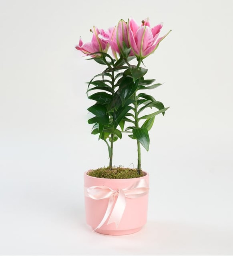  Zarif Pembe Beton Saksıda Pembe Lilyum