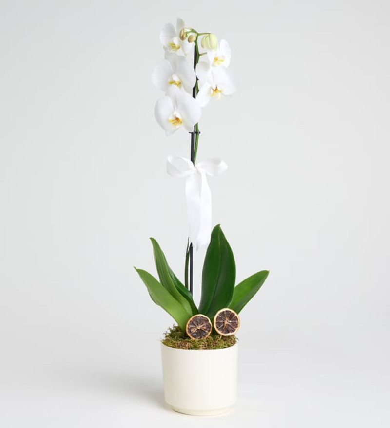 Zarif Phalaenopsis Tek Dal Orkide Çiçeği