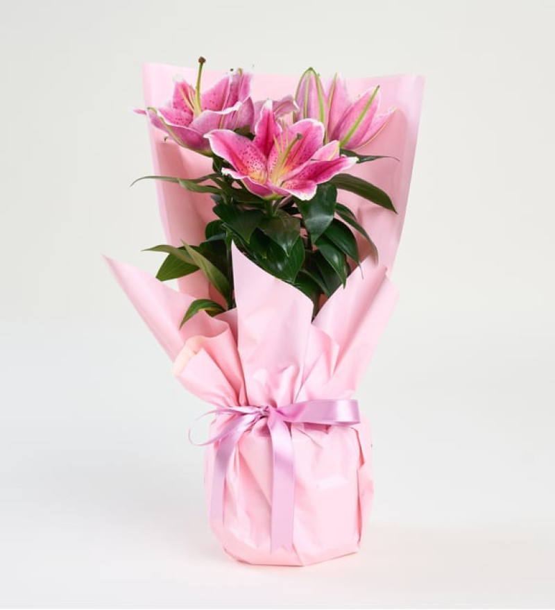 Premium Pembe Buket Kağıtlı Beton Saksıda Pembe Lilyum